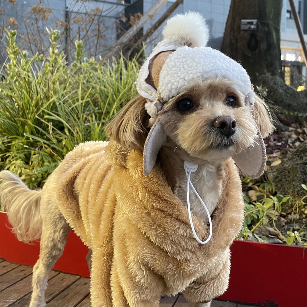 댕냥이 군밤 양털 모자 강아지 고양이 귀도리 반려동물 겨울