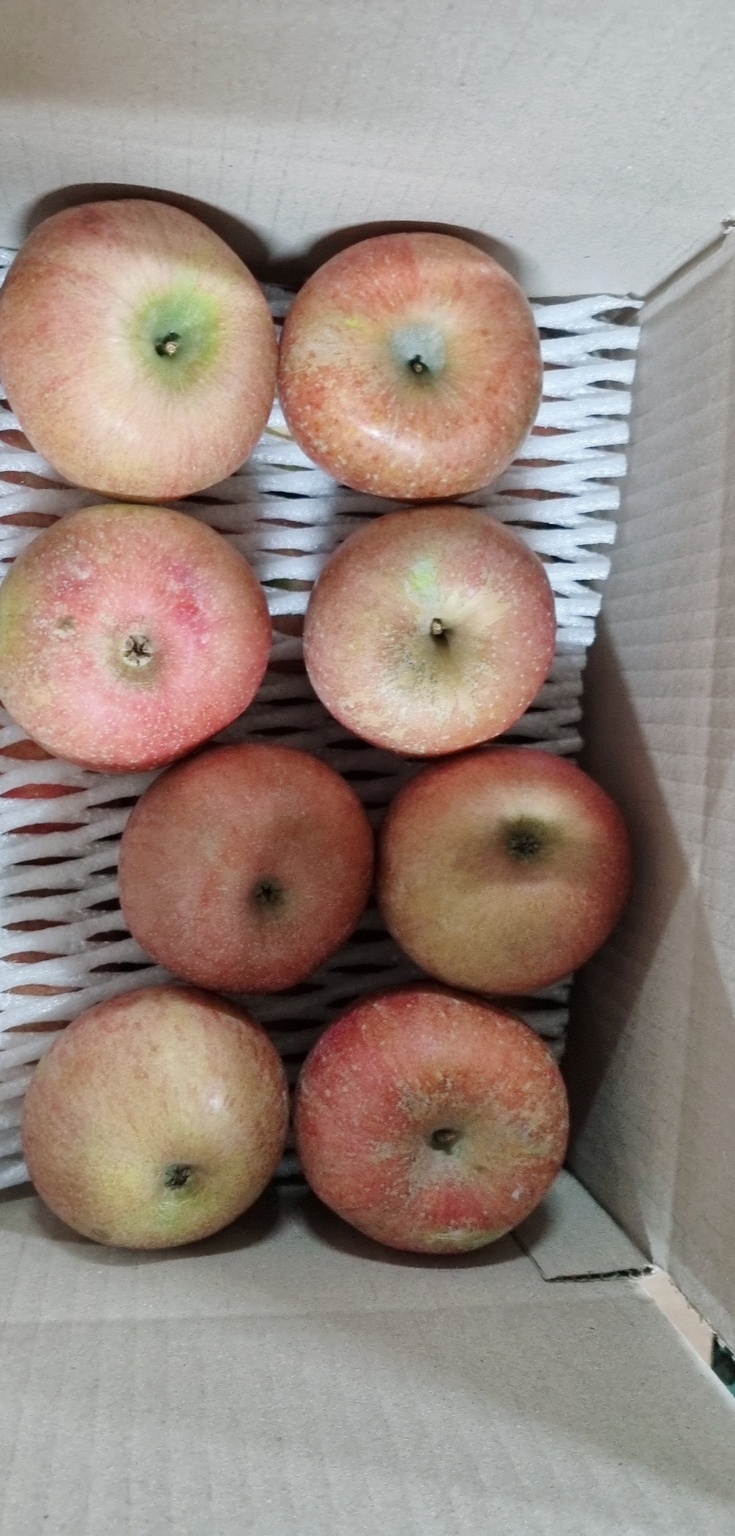 경북사과 청송 가정용 부사 못난이 실속형 고당도 25년 소과, 1kg, 1개 이미지 7