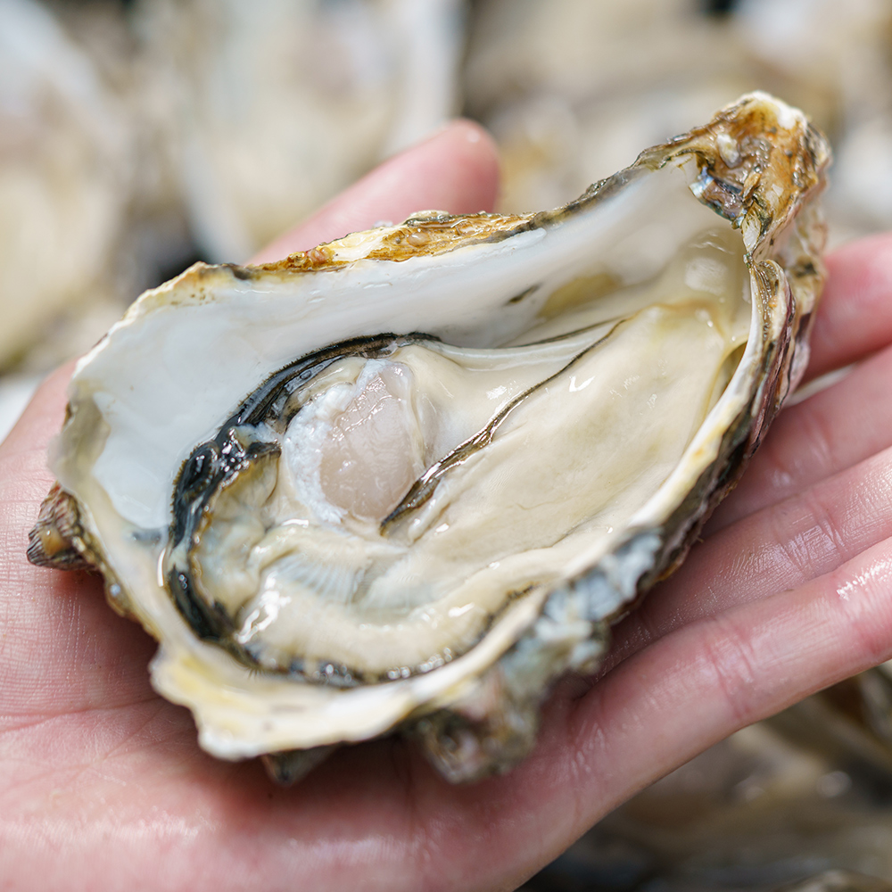 생글생굴 통영 생굴 제철 굴 1kg 하프셀 석화 각굴 냉동굴