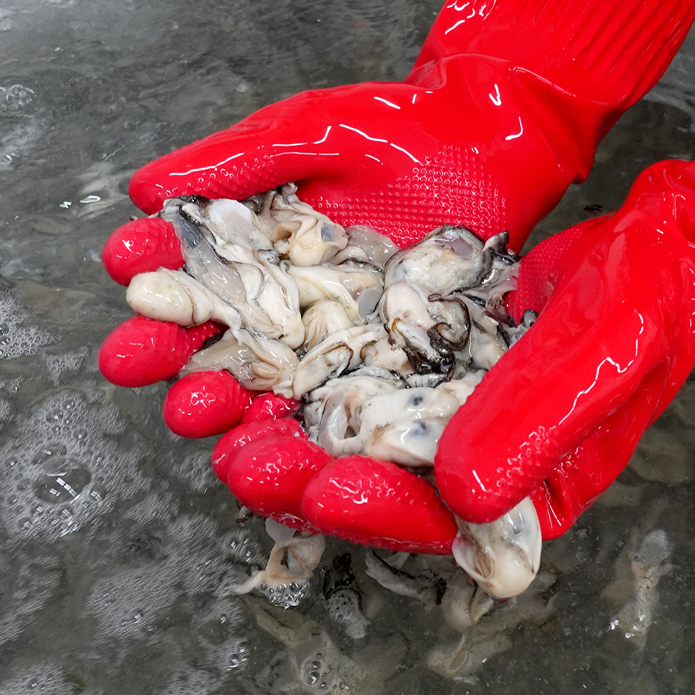 생글생굴 통영 생굴 제철 굴 1kg 하프셀 석화 각굴 냉동굴