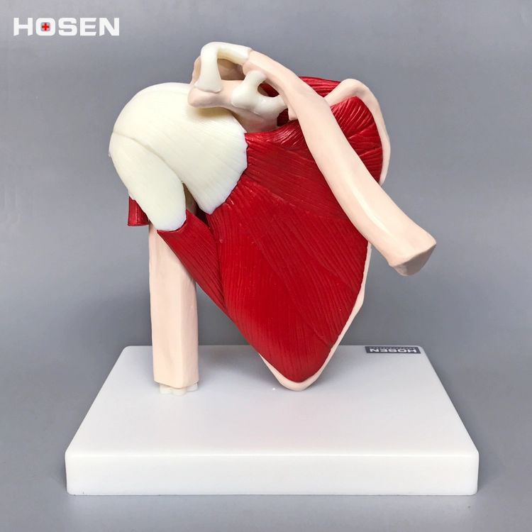 어깨 관절 모형 근육 교구 골격 교육용 구조 해부학 시뮬레이션 병원 인체 뼈대 단일 항목 - 상세 이미지 5