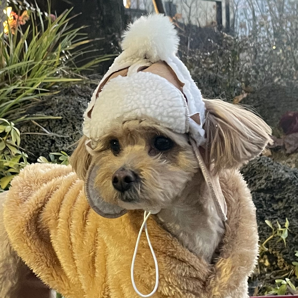 댕냥이 군밤 양털 모자 강아지 고양이 귀도리 반려동물 겨울