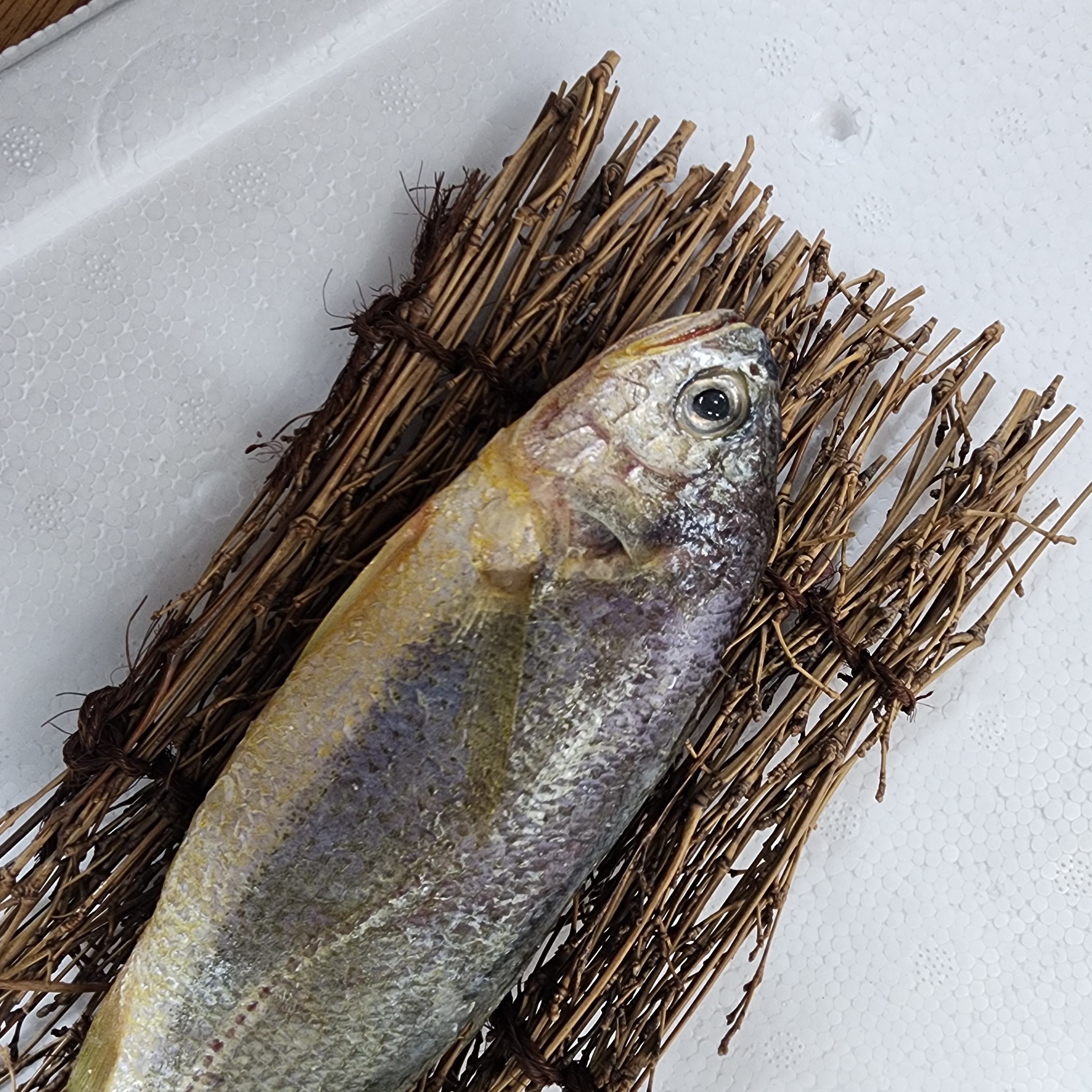 국산 반건조 참조기 두절 굴비 손질 500g, 1개 - 상세 이미지 4