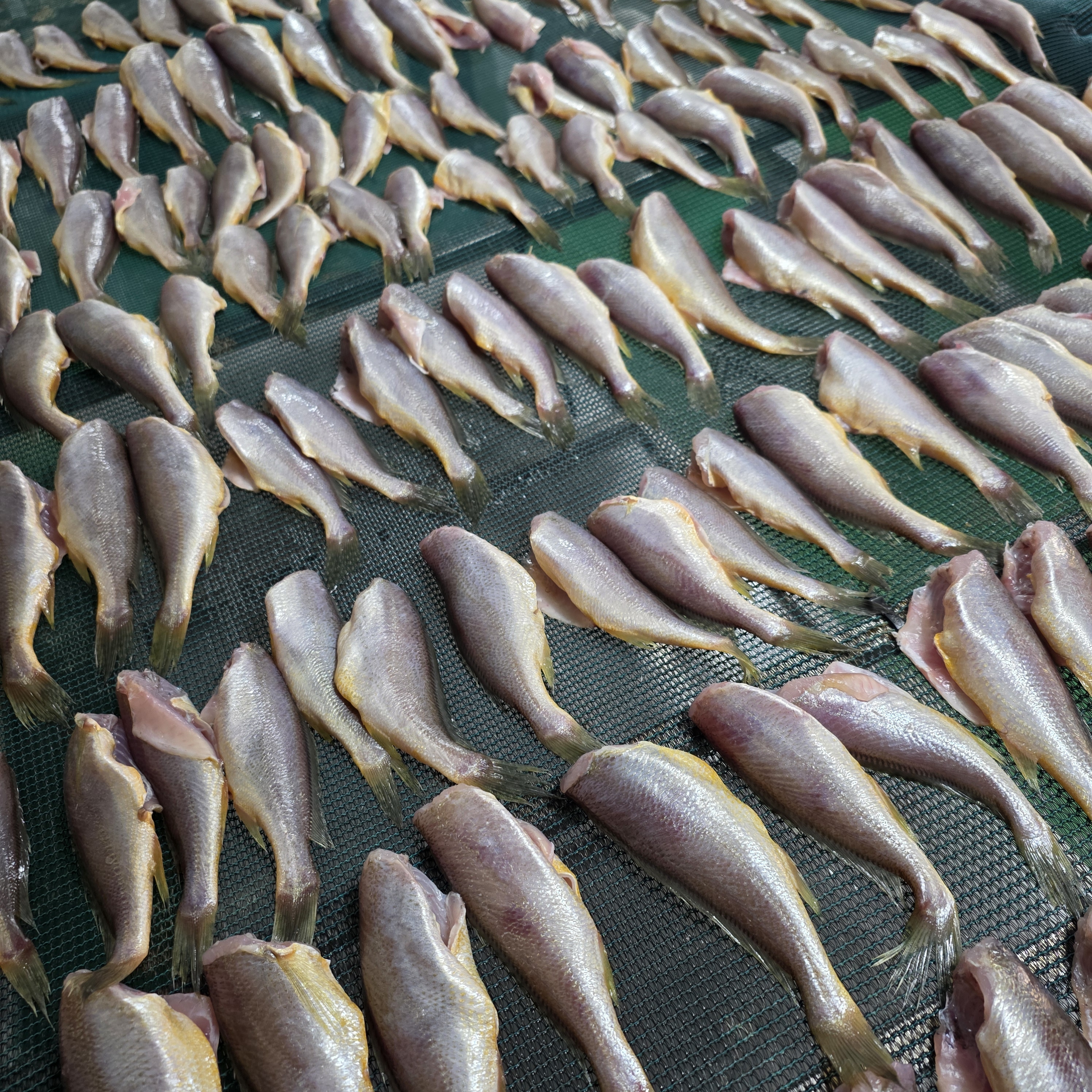 국산 반건조 참조기 두절 굴비 손질 500g, 1개 - 상세 이미지 2