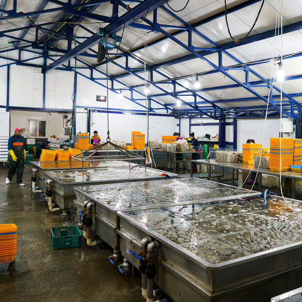 생글생굴 통영 생굴 제철 굴 1kg 하프셀 석화 각굴 냉동굴