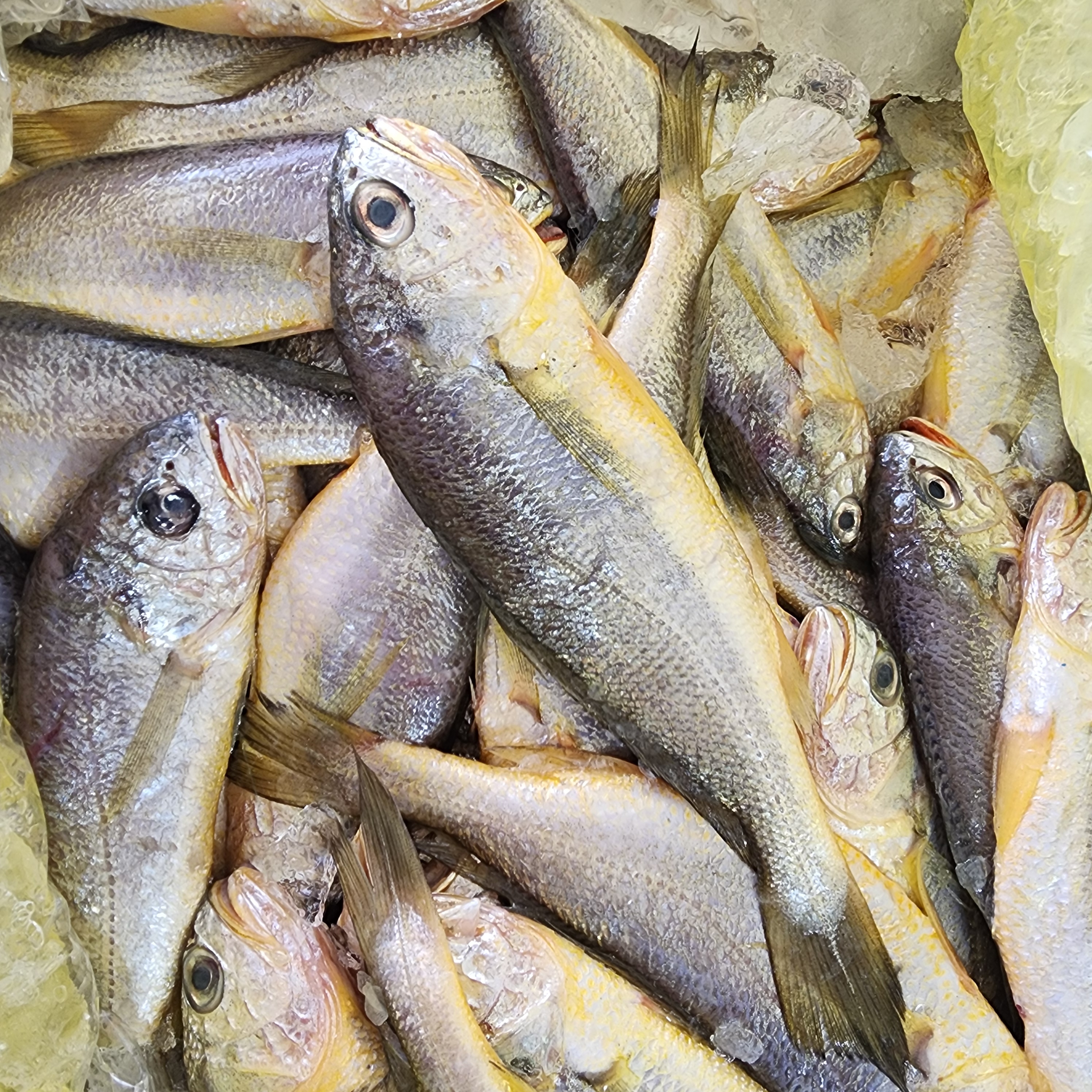 국산 반건조 참조기 두절 굴비 손질 500g, 1개 - 상세 이미지 3