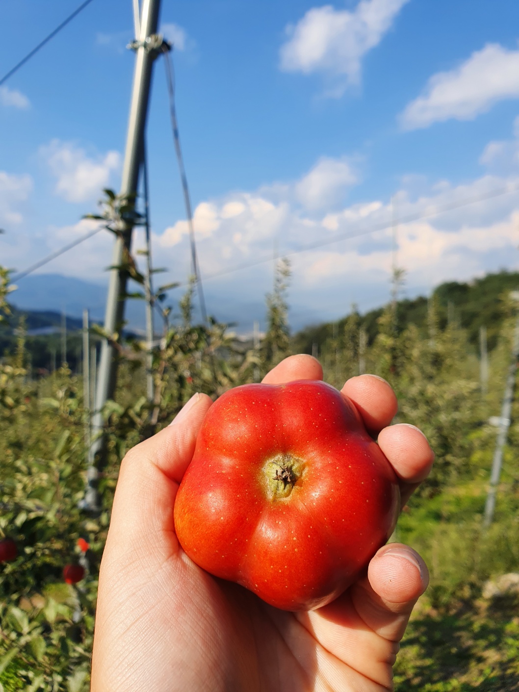 특대과 영주 별 사과 17.1Brix, 1kg, 1개 이미지 6