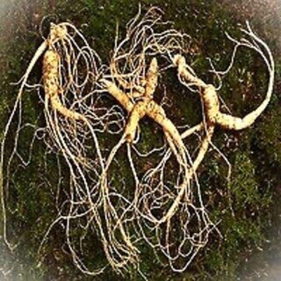 메가마트 자연산양산삼 장뇌삼 23년근1뿌리+15년근2뿌리 45g - 상세 이미지 2