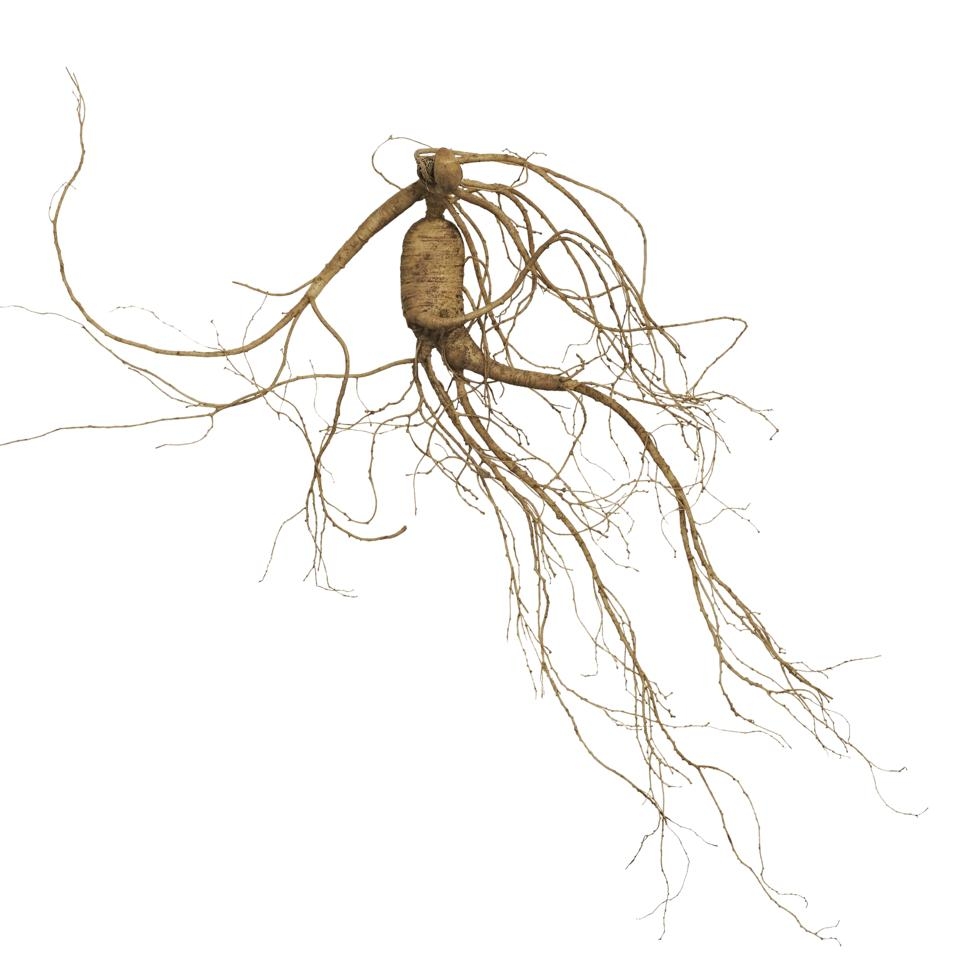 메가마트 자연산양산삼 장뇌삼 23년근1뿌리+15년근2뿌리 45g - 상품 이미지