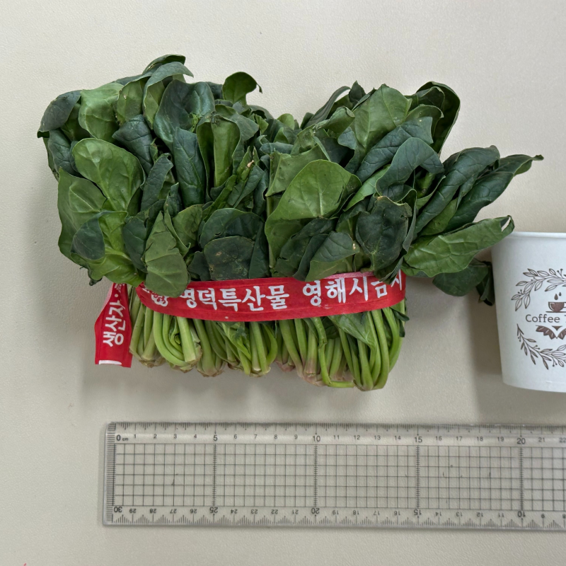 자연가득 포항 영해초 남해 보물초 시금치 500g-4kg - 상세 이미지 2