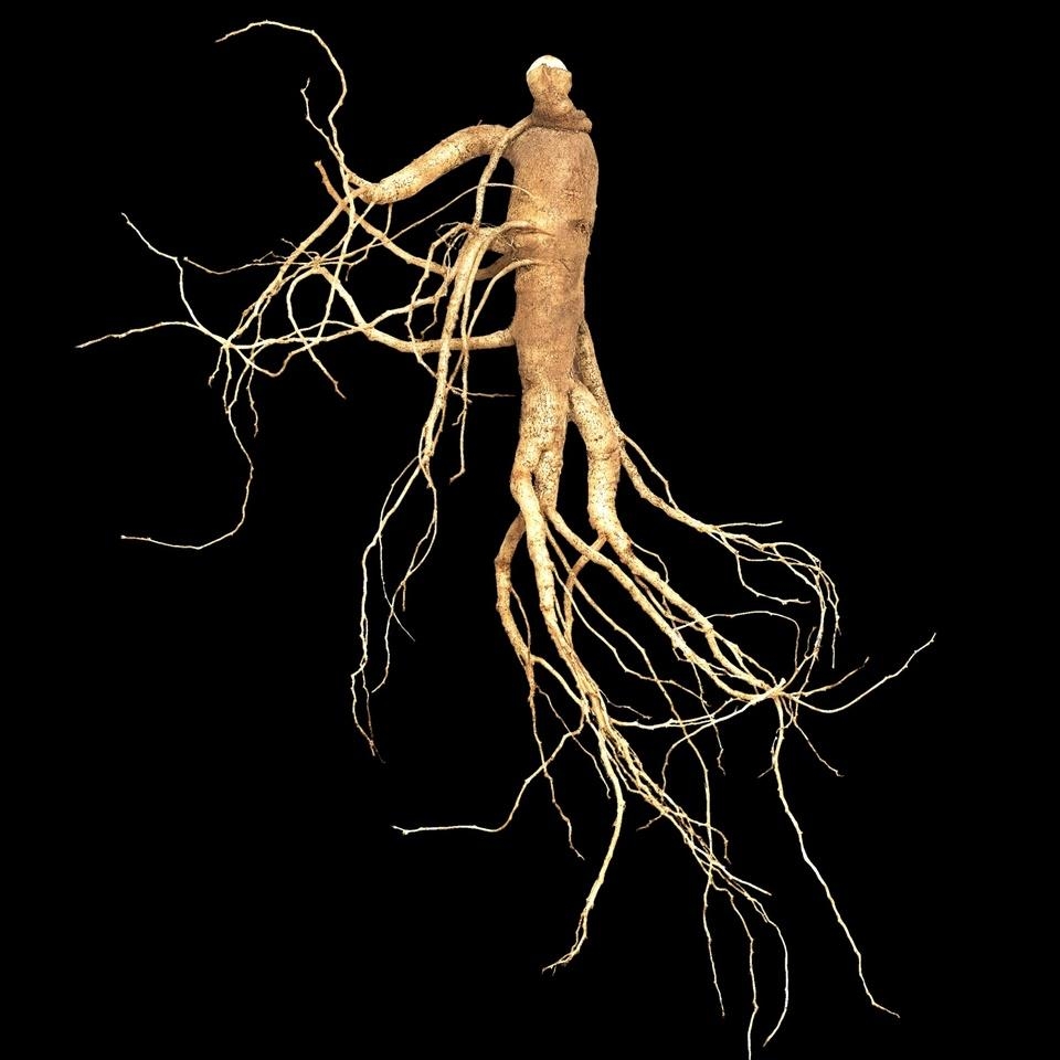 메가마트 자연산양산삼 장뇌삼 7년근10뿌리 임업진흥원인증 110g - 상세 이미지 2