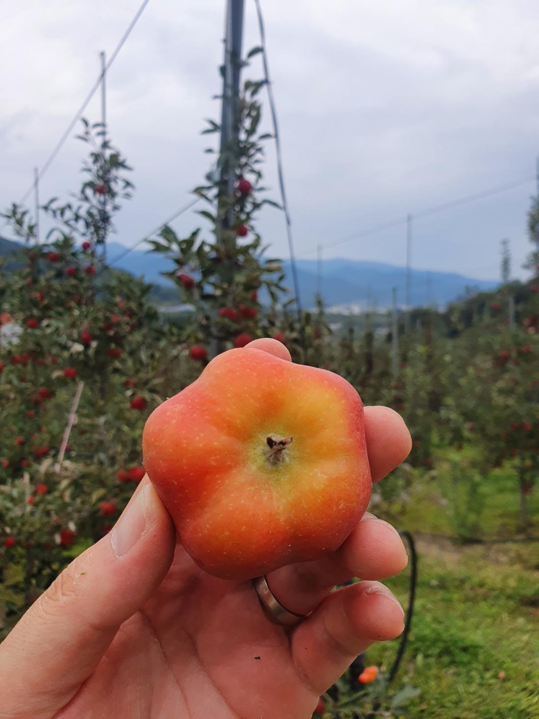 특대과 영주 별 사과 17.1Brix, 1kg, 1개 - 상세 이미지 3