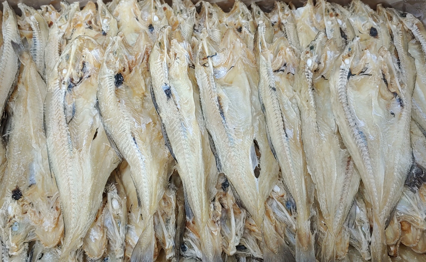 을지로 촉촉노가리 건대구 (소 사이즈) 편대구 은대구포 을지로포장마차안주 10kg, 1개 - 상세 이미지 5