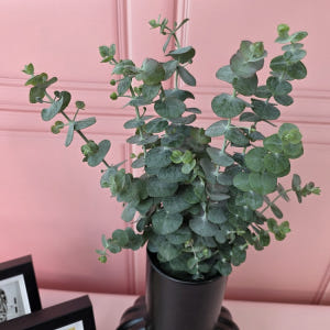 유스풀몰 소재 유칼립랜덤 반단 생화 꽃배달싼곳 꽃 솔직 후기 | 실사용자 리뷰 분석 - 상품 이미지 1