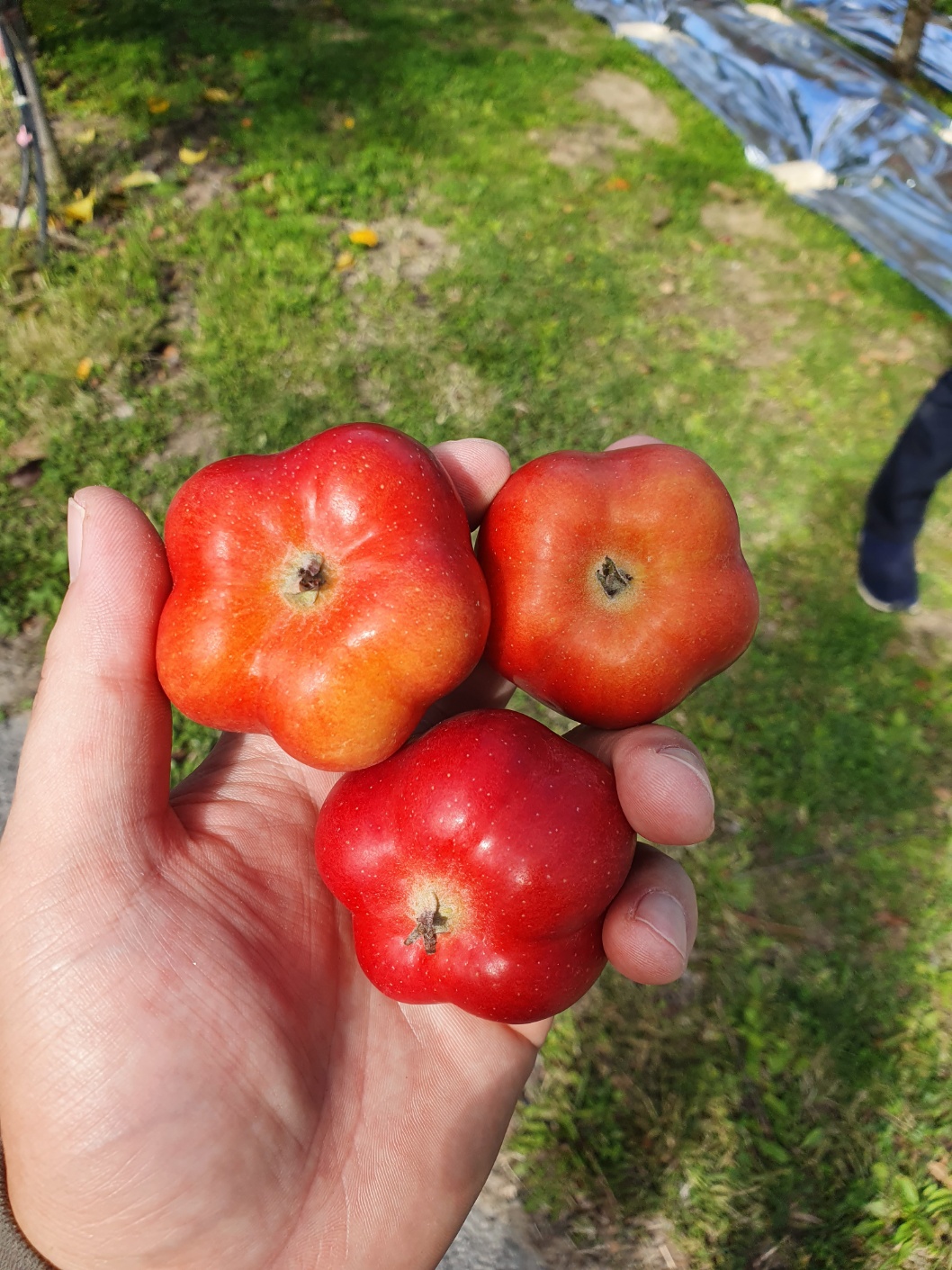 특대과 영주 별 사과 17.1Brix, 1kg, 1개 - 상세 이미지 2