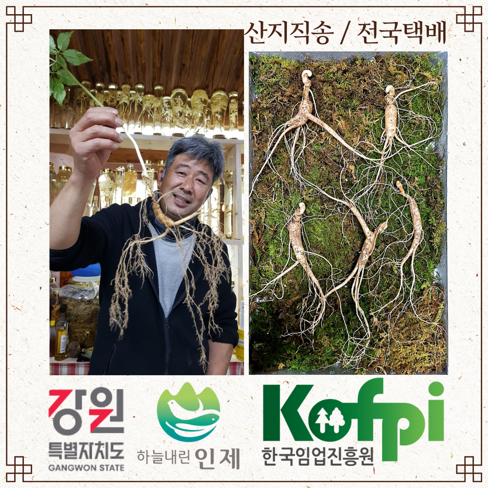 자담 5년근 산양삼 데일리 섭취용 100% 강원도 산지직송[자연을담은] - 상품 이미지