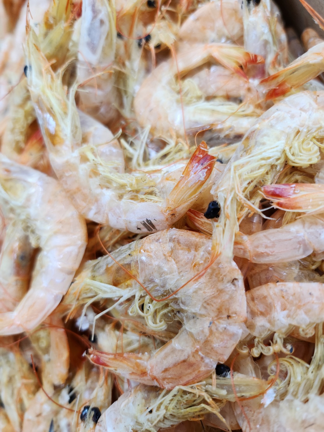 국산 서해안 중하새우 건새우 육수용 1kg, 1개 - 상세 이미지 4