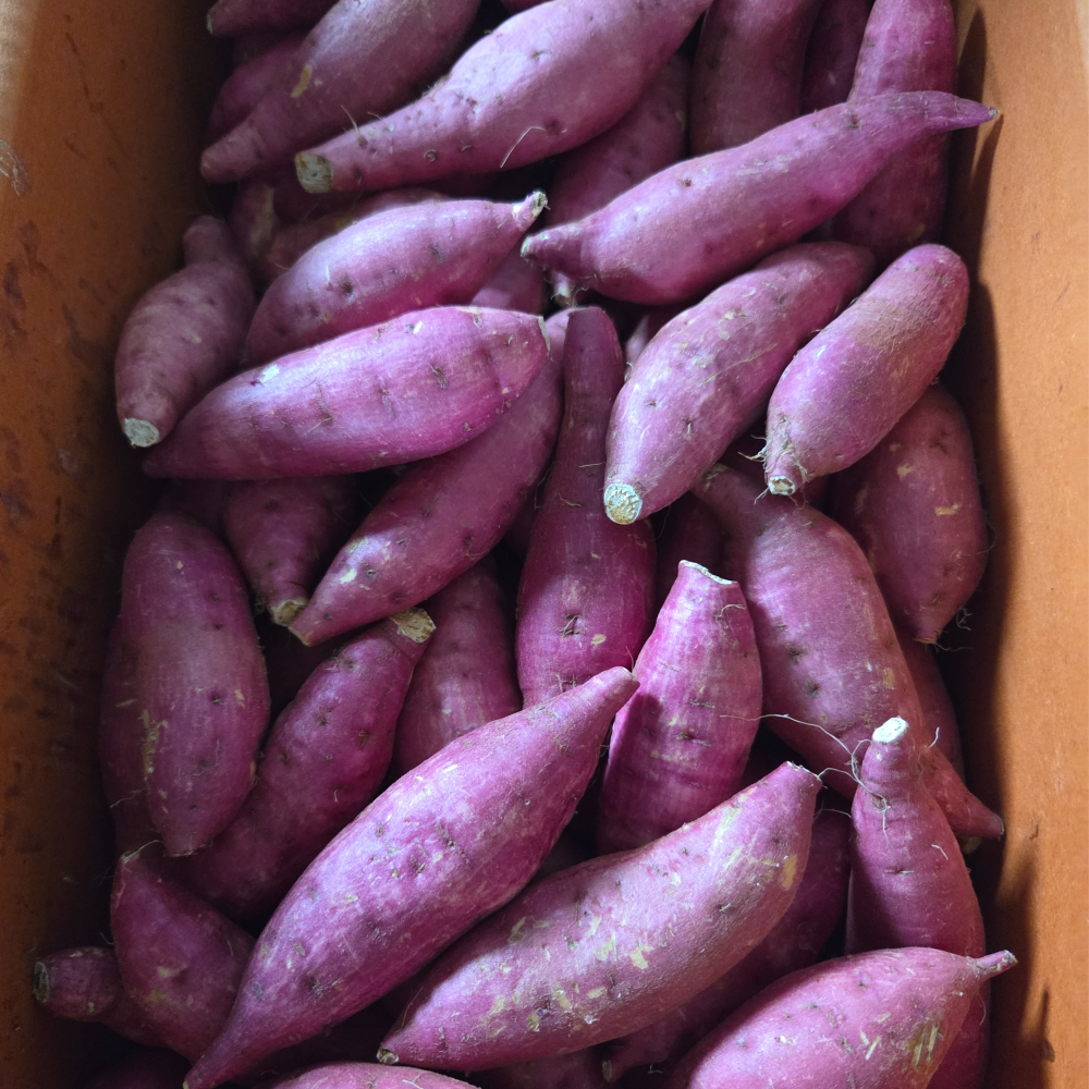 25년 황토 햇 호박고구마 한입 고구마 익산 탑마루 1kg, 1개 - 상세 이미지 3
