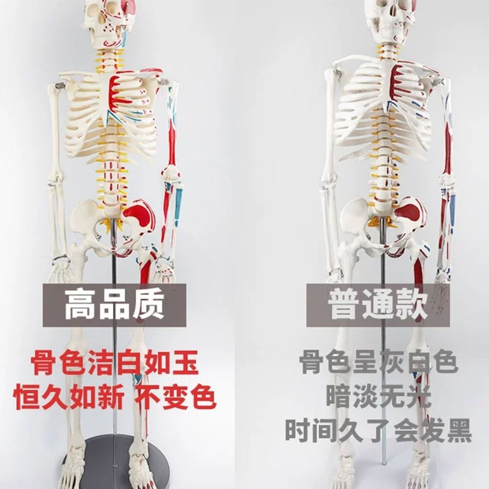 해골 모형 두개골 머리뼈 교육용 인체모형 전신 표본 해부학 - 상세 이미지 4