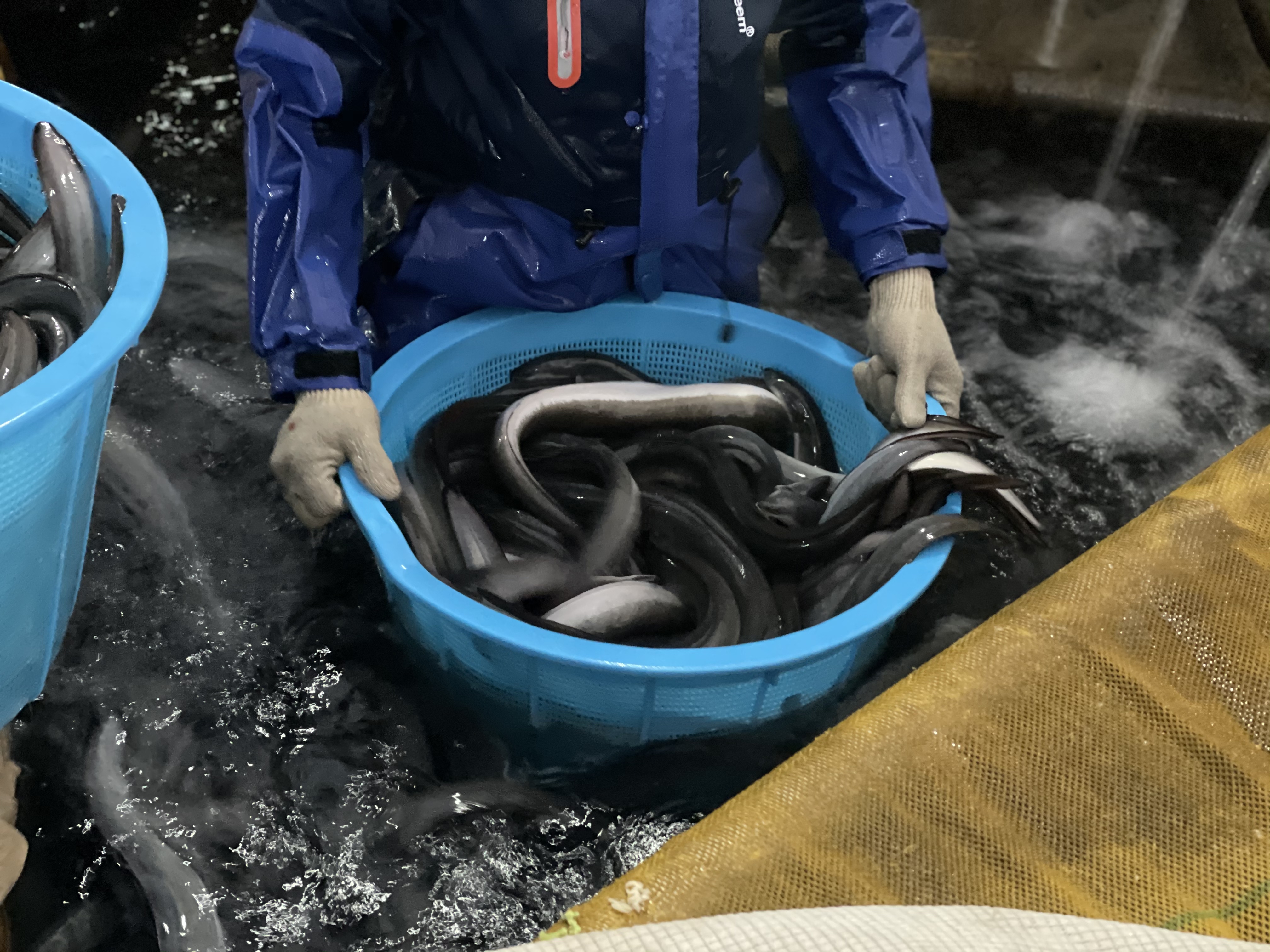 국산 풍천 자포니카 민물장어 1kg 손질 후 650g 장어소스2종 초생강 포함 캠핑 이미지 7
