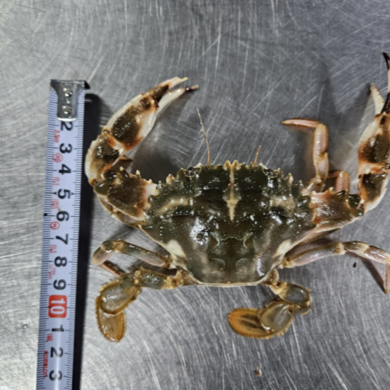 자연가득 여수 10미 연안 급냉 돌게 1kg 7-15마리쯤 - 상세 이미지 5