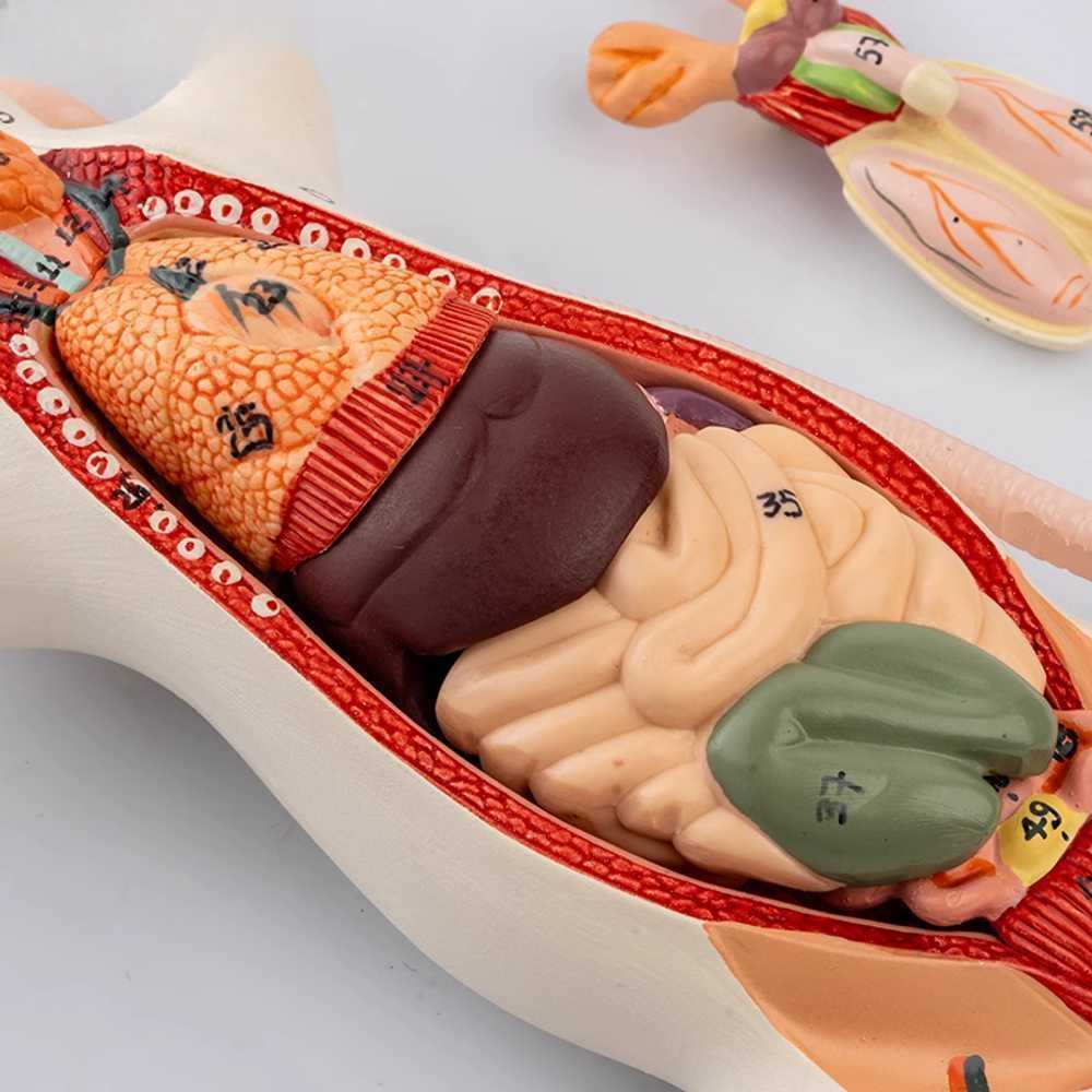 동물 해부 모형 쥐 근육 장기 구조 생물학 학습용 단이랑품 - 상세 이미지 4