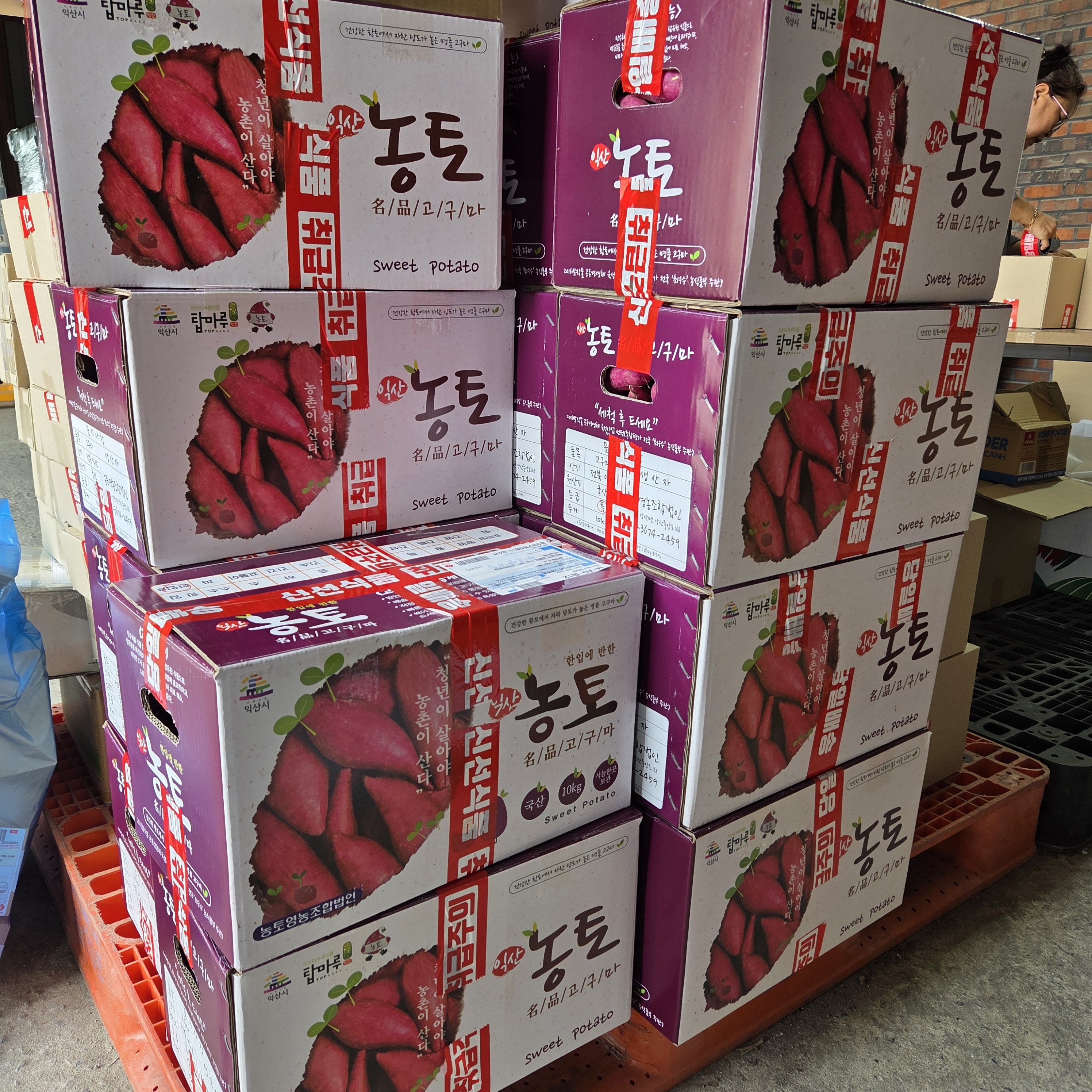 25년 황토 햇 호박고구마 한입 고구마 익산 탑마루 1kg, 1개 - 상세 이미지 4