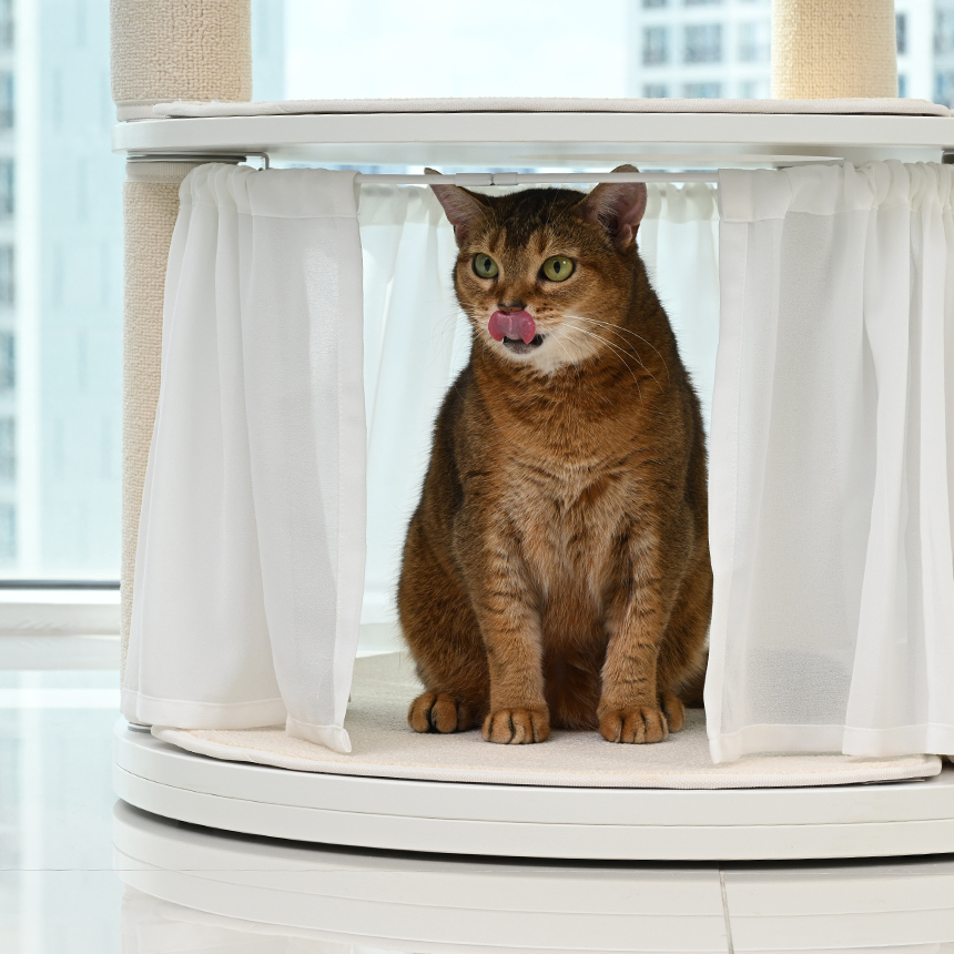 펫코본 캣타워 고양이 캣폴 원목캣타워 숨숨집 해먹 기본 스텝