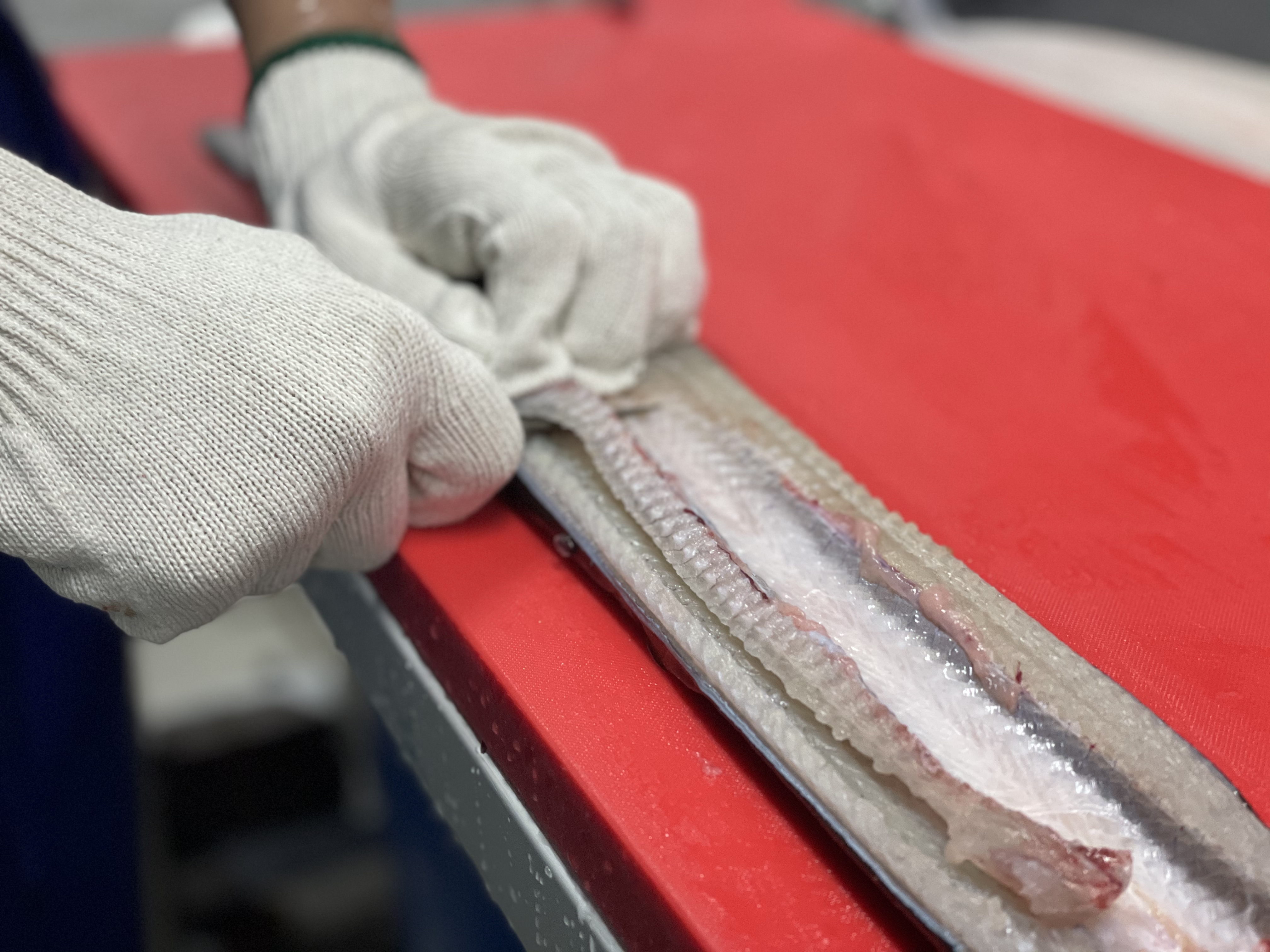 국산 풍천 자포니카 민물장어 1kg 손질 후 650g 장어소스2종 초생강 포함 캠핑 이미지 6