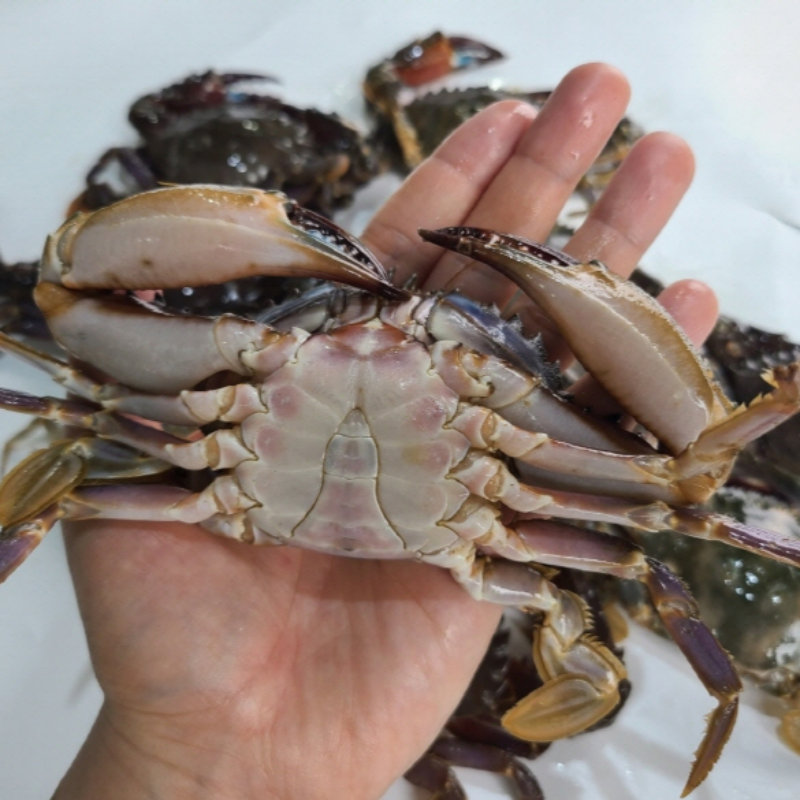 자연가득 여수 10미 연안 급냉 돌게 1kg 7-15마리쯤 - 상세 이미지 2