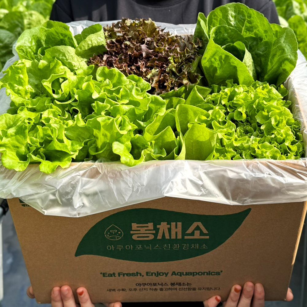 무농약 아쿠아포닉스 농법 유러피안 샐러드 야채 봉채소 600g, 1개 - 메인 이미지