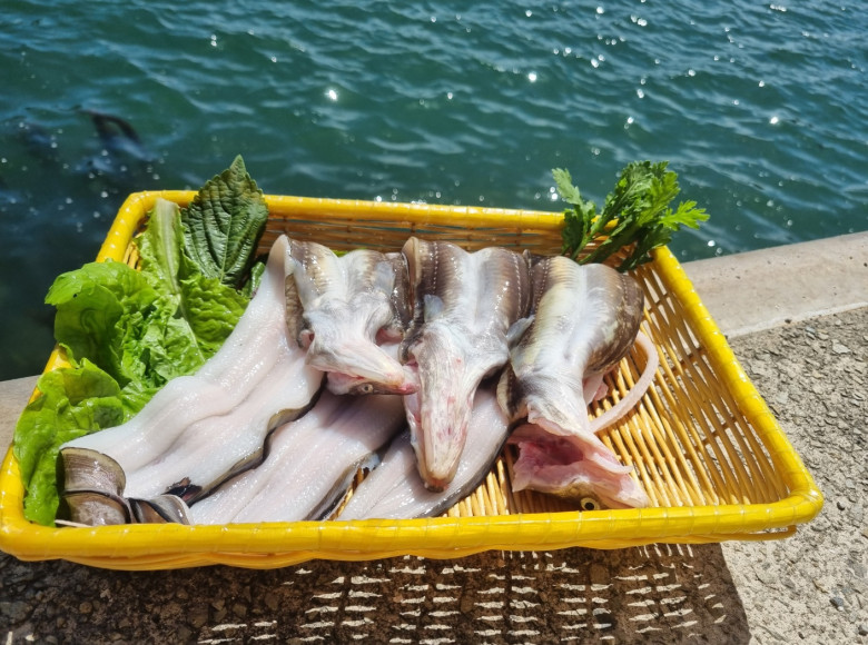 통영산 생물 통통 바다장어 1kg (2~3미) 산지직송 손질장어 소스포함 - 상세 이미지 2