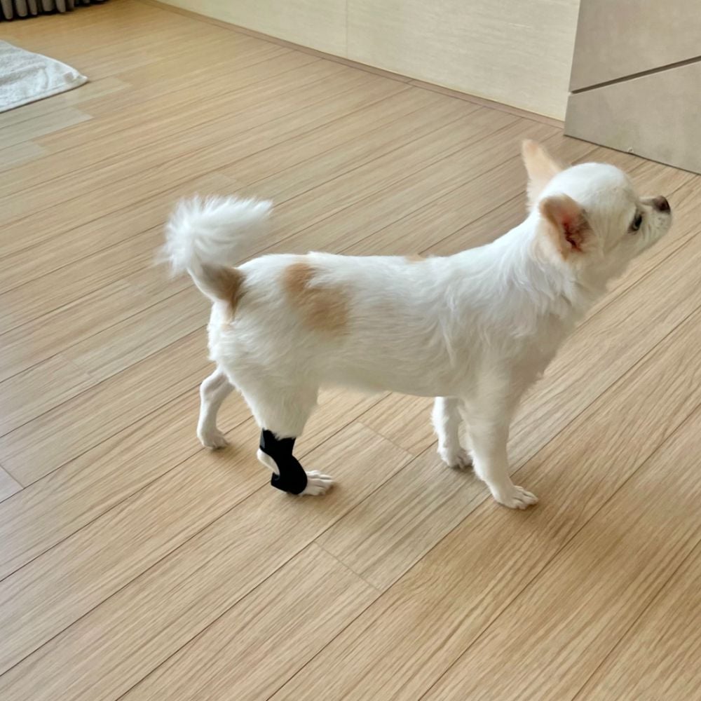 강아지 슬개골 탈구 보호대 소형 - 상품 이미지