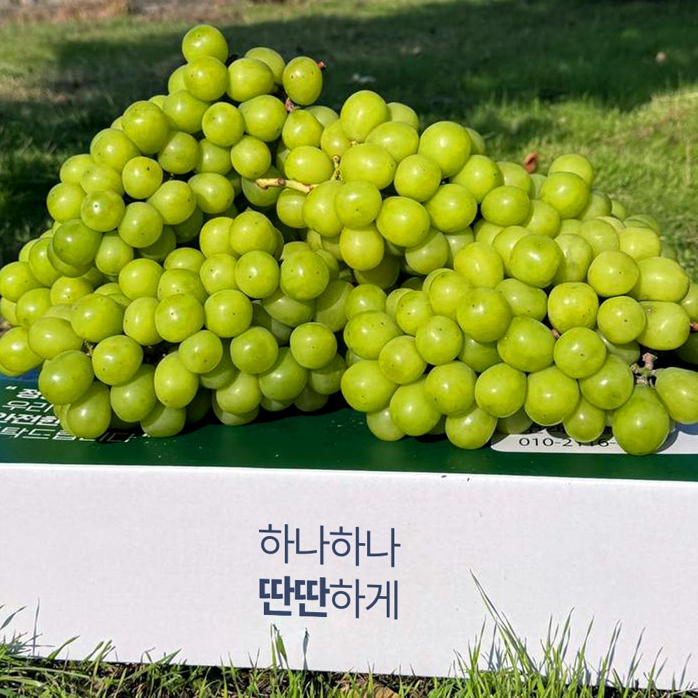 샤인머스켓 씨없는 포도 망고포도 선물세트 - 상세 이미지 3