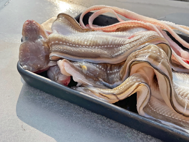 통영산 생물 통통 바다장어 1kg (2~3미) 산지직송 손질장어 소스포함 - 상세 이미지 3