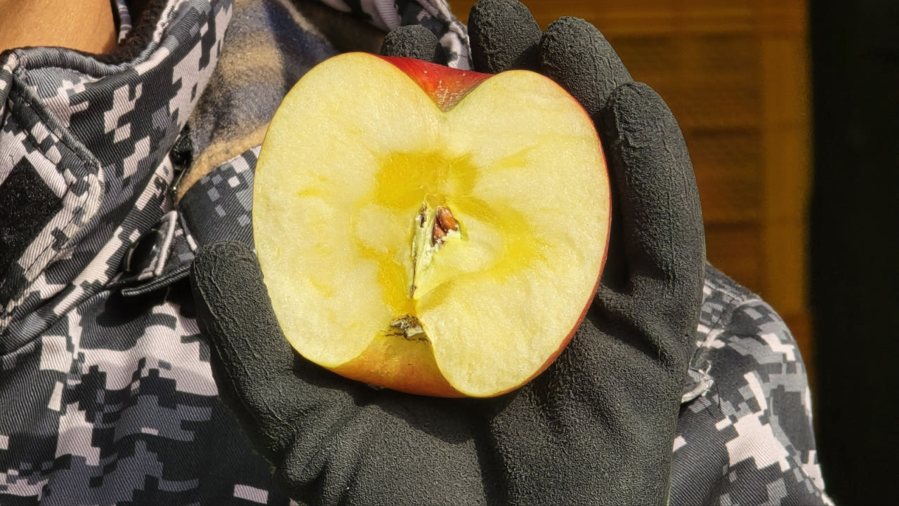 사과 문경 홍로 꿀사과 부사 감홍 못난이 가정용 흠과 선물용 3kg 5kg 산지직송 제품 이미지