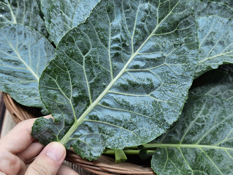 국내산 케일 1kg 신선 채소, 샐러드·스무디용 - 상세 이미지 4
