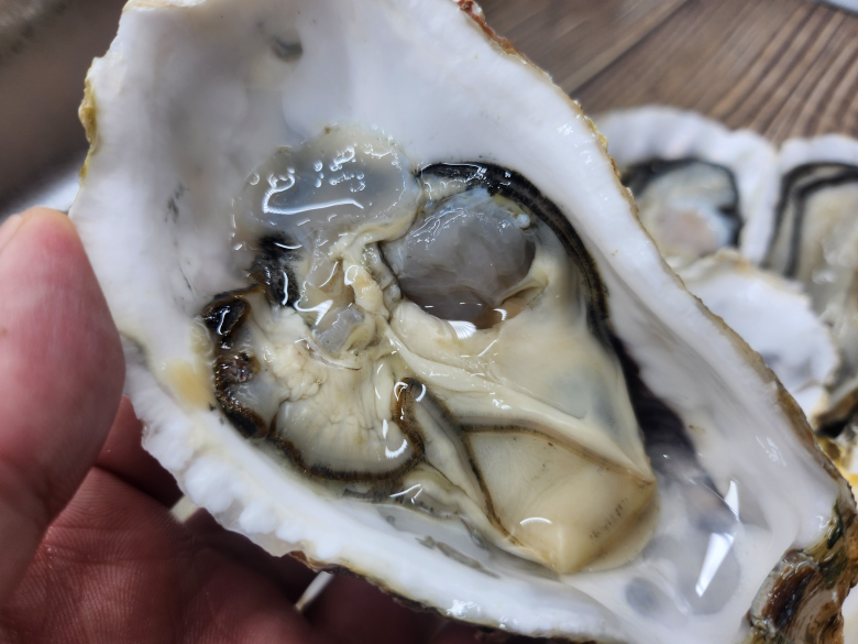 통영 제철 통통 하프셀 1단 생굴 25~30미 산지직송 생물 석화 횟감용 - 상품 이미지