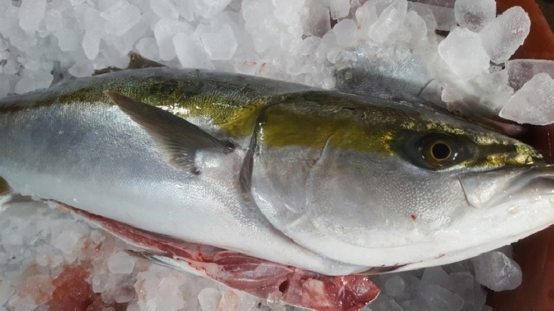 돼지 대방어회 300g, 부위랜덤 주문즉시 손질·진공포장 - 상세 이미지 2