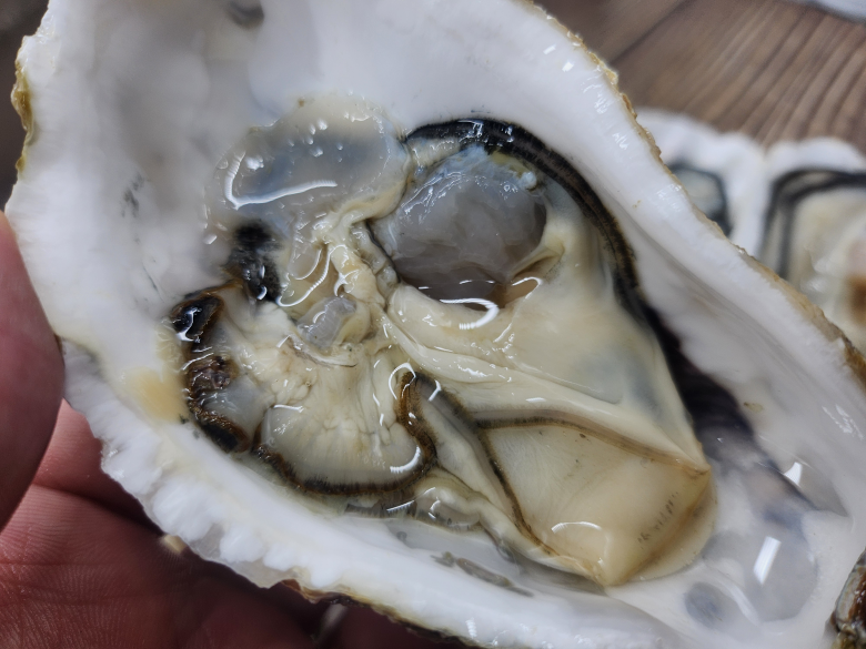 통영 제철 통통 하프셀 1단 생굴 25~30미 산지직송 생물 석화 횟감용 - 상세 이미지 4
