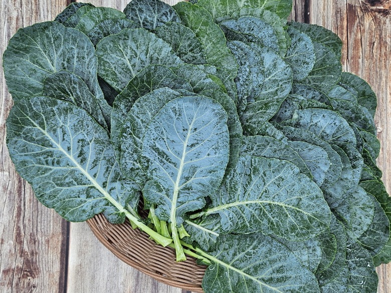 국내산 케일 1kg 신선 채소, 샐러드·스무디용 - 상세 이미지 5