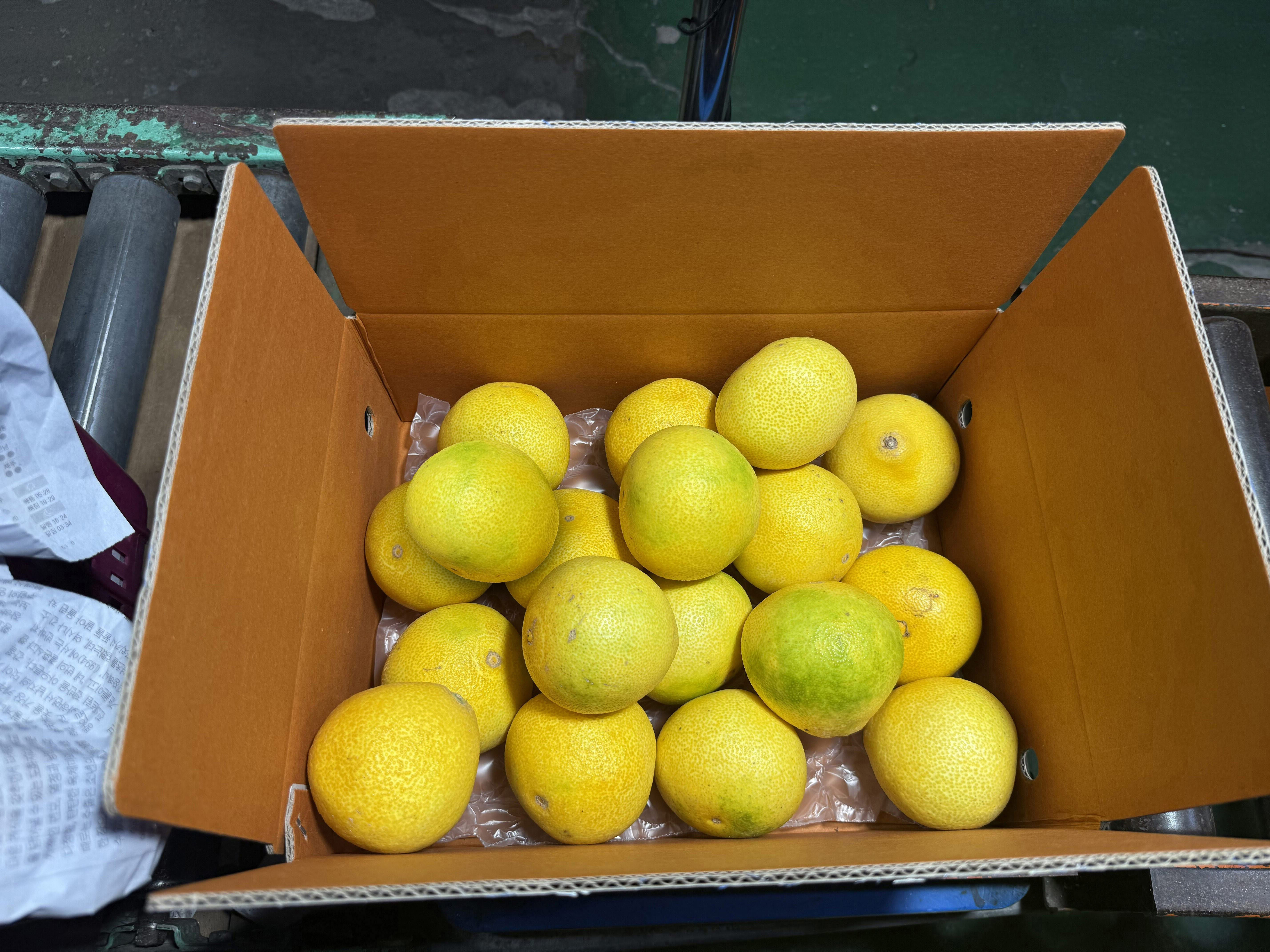 중대과 제주 가정용 황금향 귤 11.4Brix, 1.5kg, 1개 이미지 6
