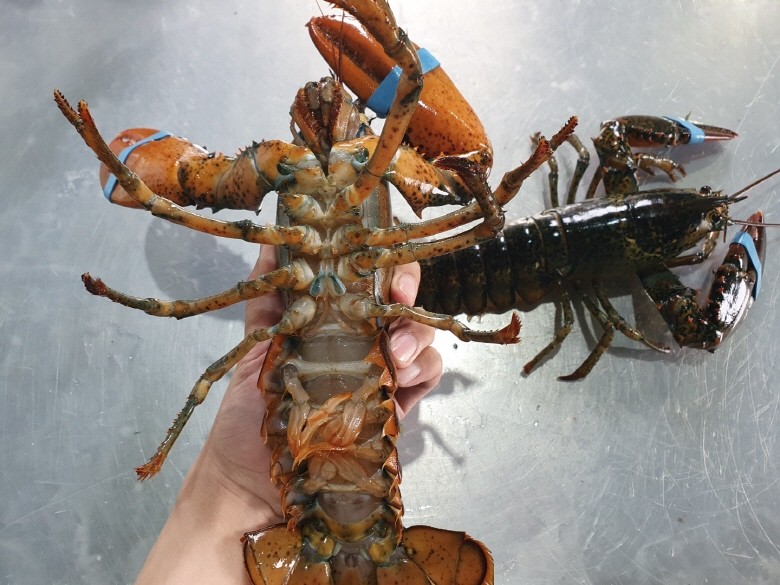 캐나다 항공직송 활 랍스타 바닷가재 1kg 2미 - 상품 이미지