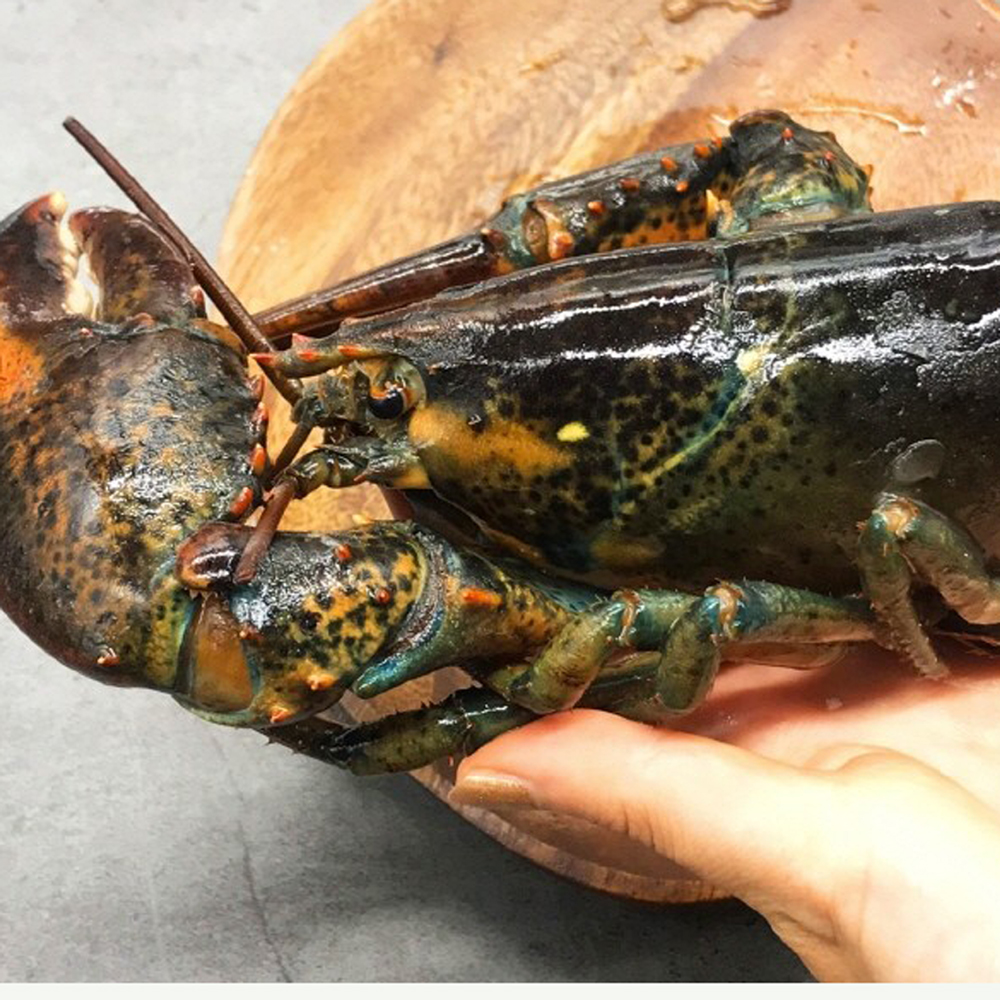 캐나다 항공직송 활 랍스타 바닷가재 1kg 2미 - 상세 이미지 2