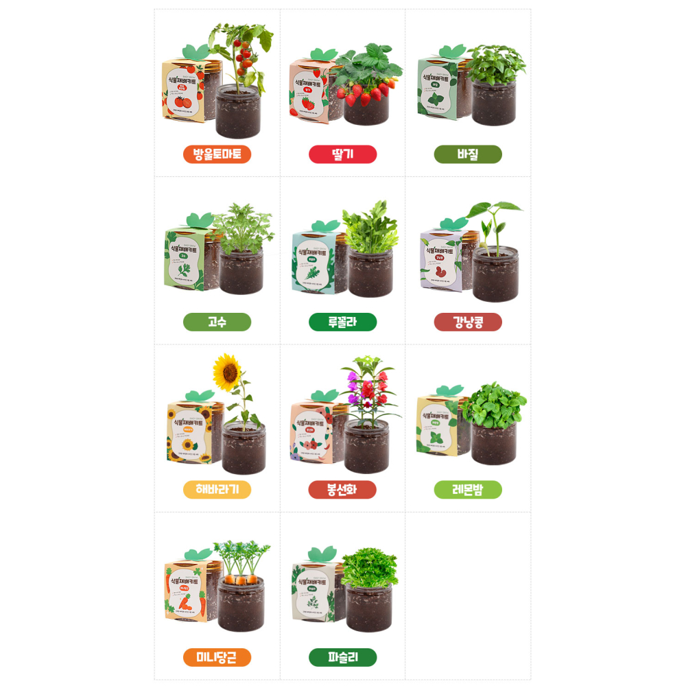 허브 재배키트 방울토마토 식물 루꼴라 바질 딸기 고수 강낭콩 해바라기 봉선화 당근 키우기 - 상세 이미지 3