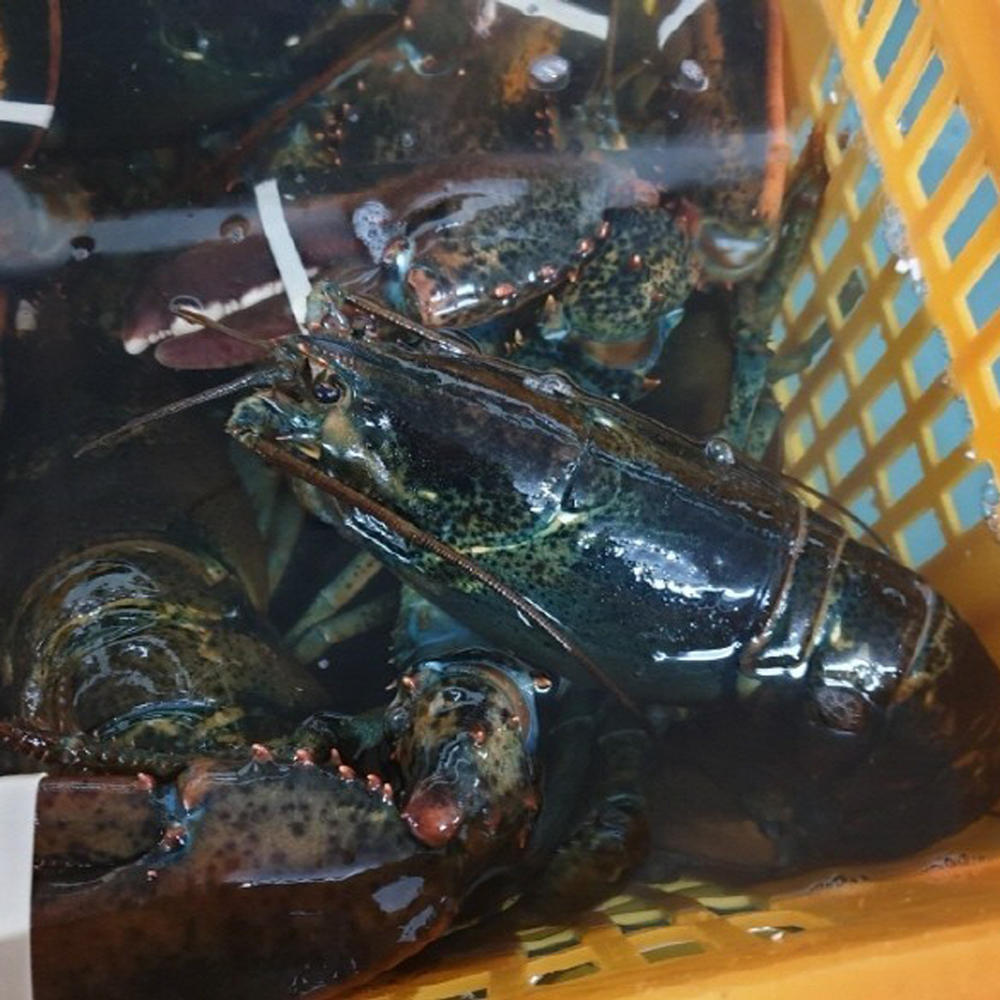 캐나다 항공직송 활 랍스타 바닷가재 1kg 2미 - 상세 이미지 5