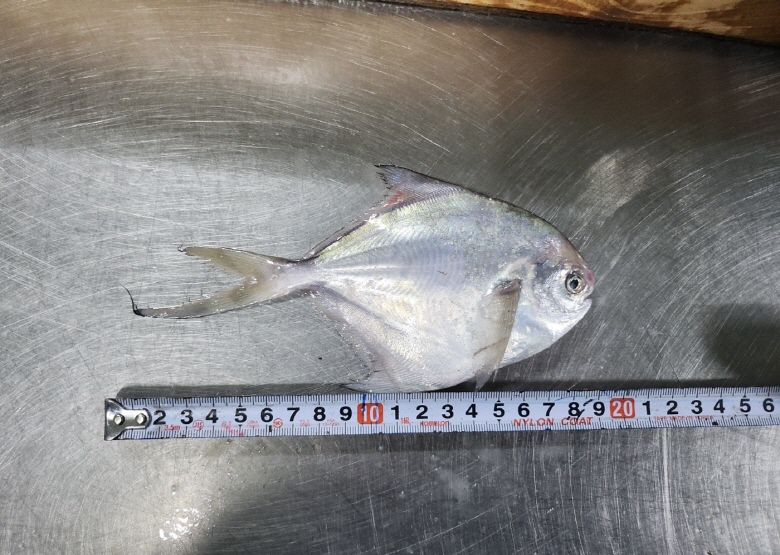 국산신선급냉 손질병어 병어구이1kg 10-12미(500g2팩) 순살갈치 이미지 7