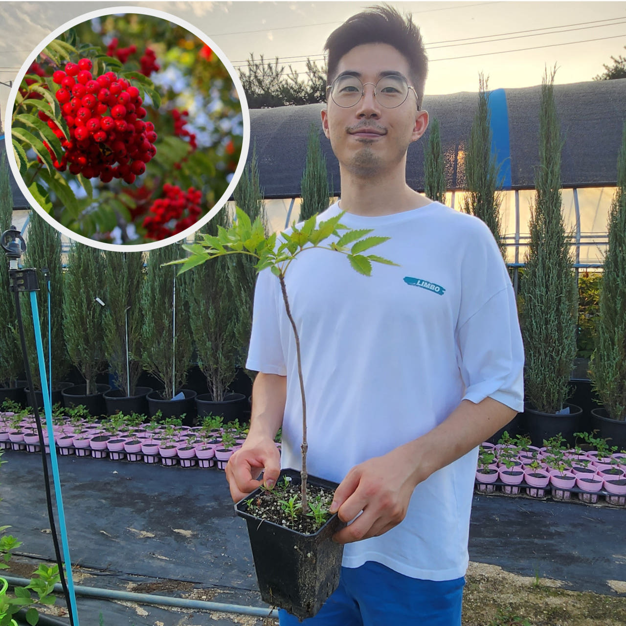 마가목나무 2년 포트묘 제품 이미지