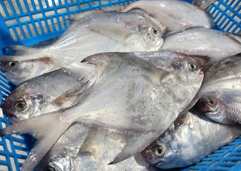 연안 급냉/생물 횟감 병어 1kg 8-15미 세꼬시 - 상세 이미지 3