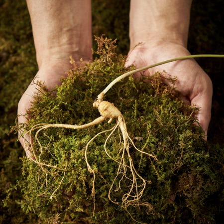 영농조합법인 소문난맛집 더 약초 강원도 토종 진짜 산양삼 산양산삼 선물세트 [5년~6년근]